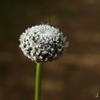 Eriocaulon brownianum Mart.